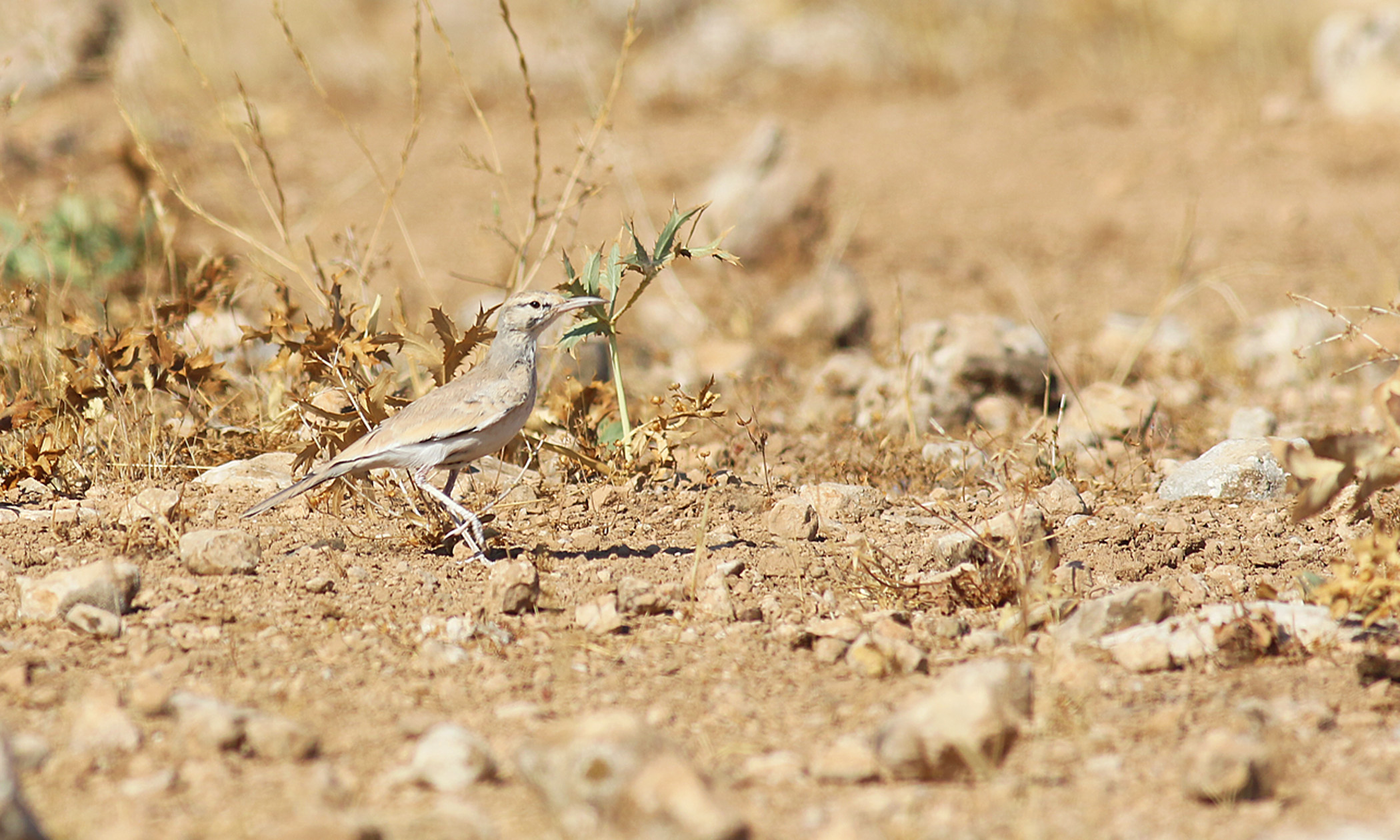 Greater Hoopoe-Lark
